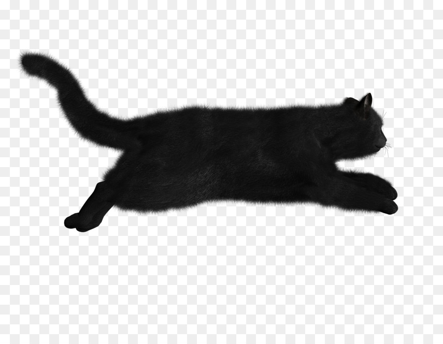 แมว，แมวดำ PNG
