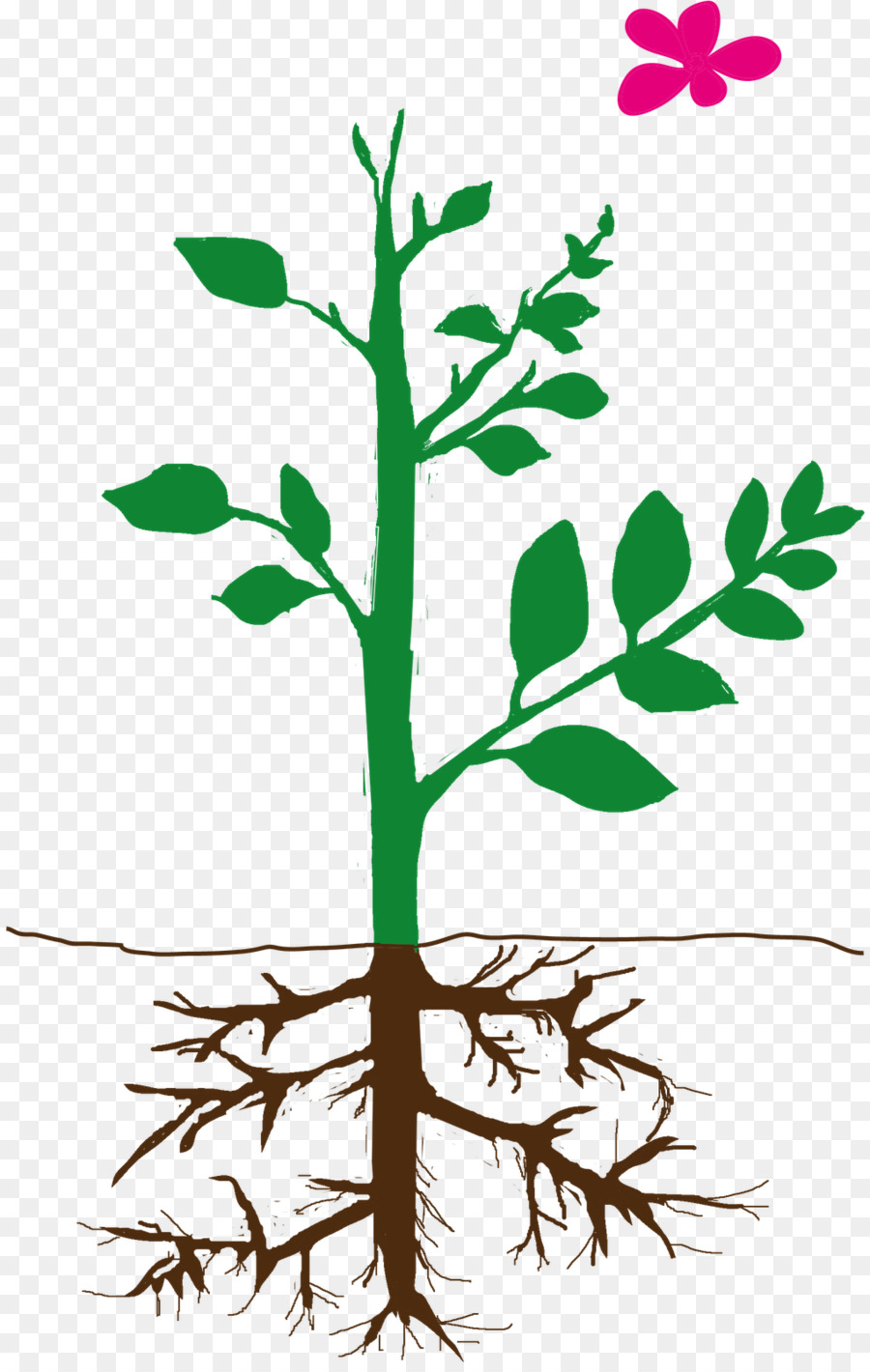 ต้นไม้，Selfpollination PNG