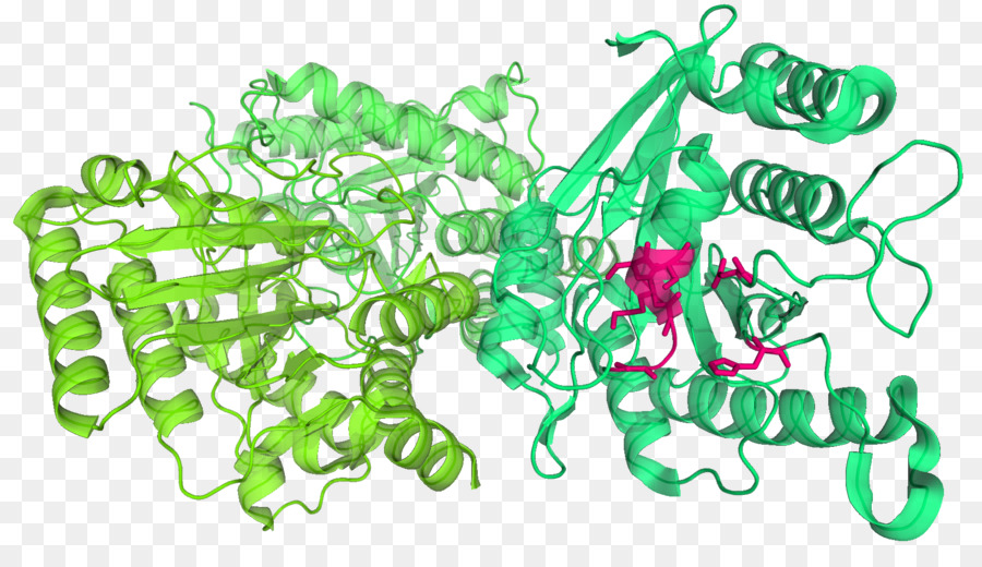 โครงสร้างโปรตีน，โมเลกุล PNG