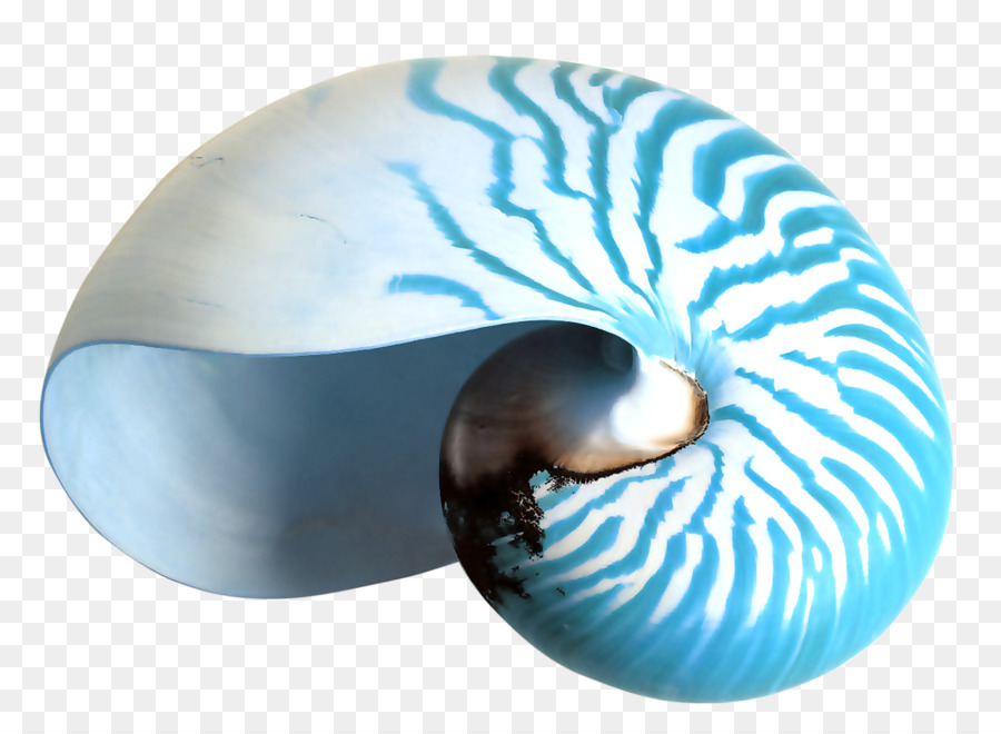 หอย Nautilus，สีฟ้า PNG