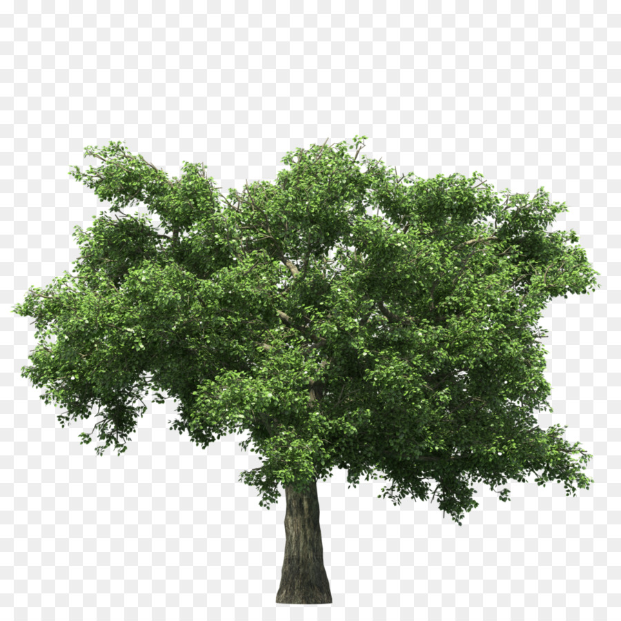 ต้นไม้，การแสดงผล PNG