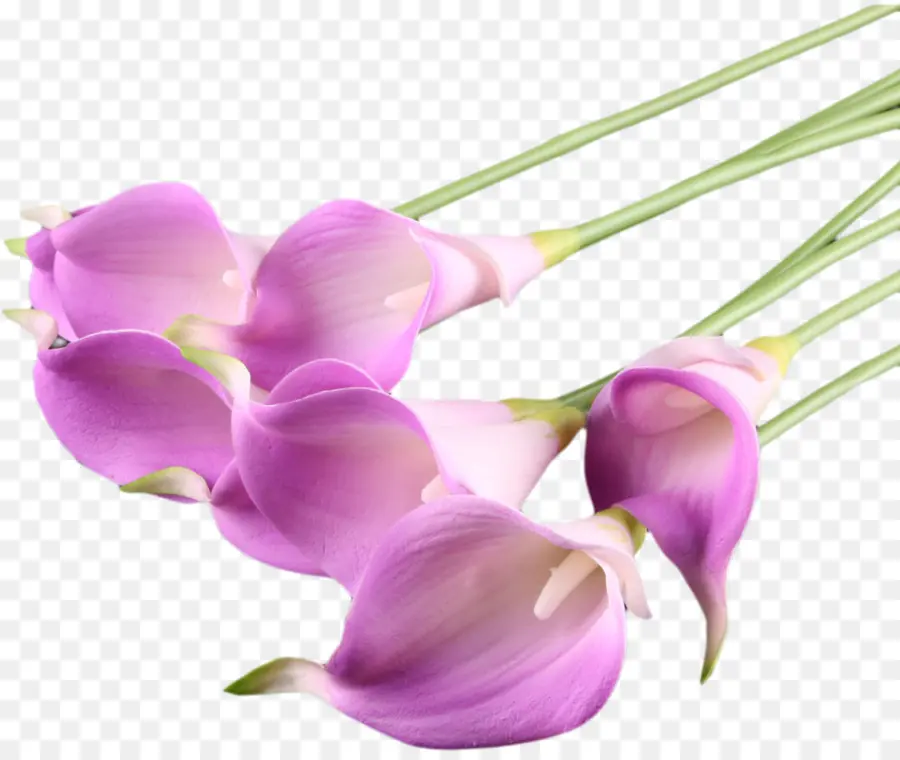 ลิลลี่ Calla สีม่วง，ช่อดอกไม้ PNG