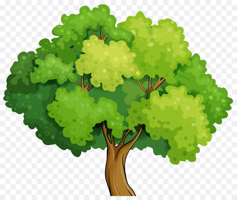 ตูน，ต้นไม้ PNG