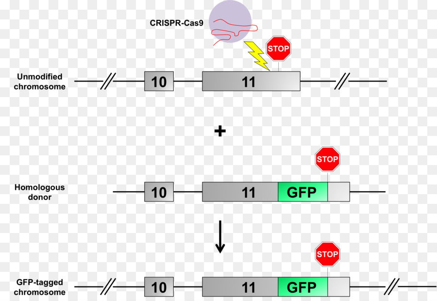 โปรตีนเรืองแสงสีเขียว，Crispr PNG