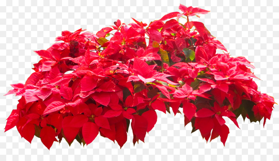 Poinsettia สีแดง，คริสต์มาส PNG