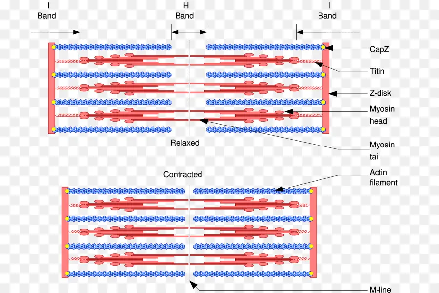 การหดตัวของกล้ามเนื้อ，Myosin PNG