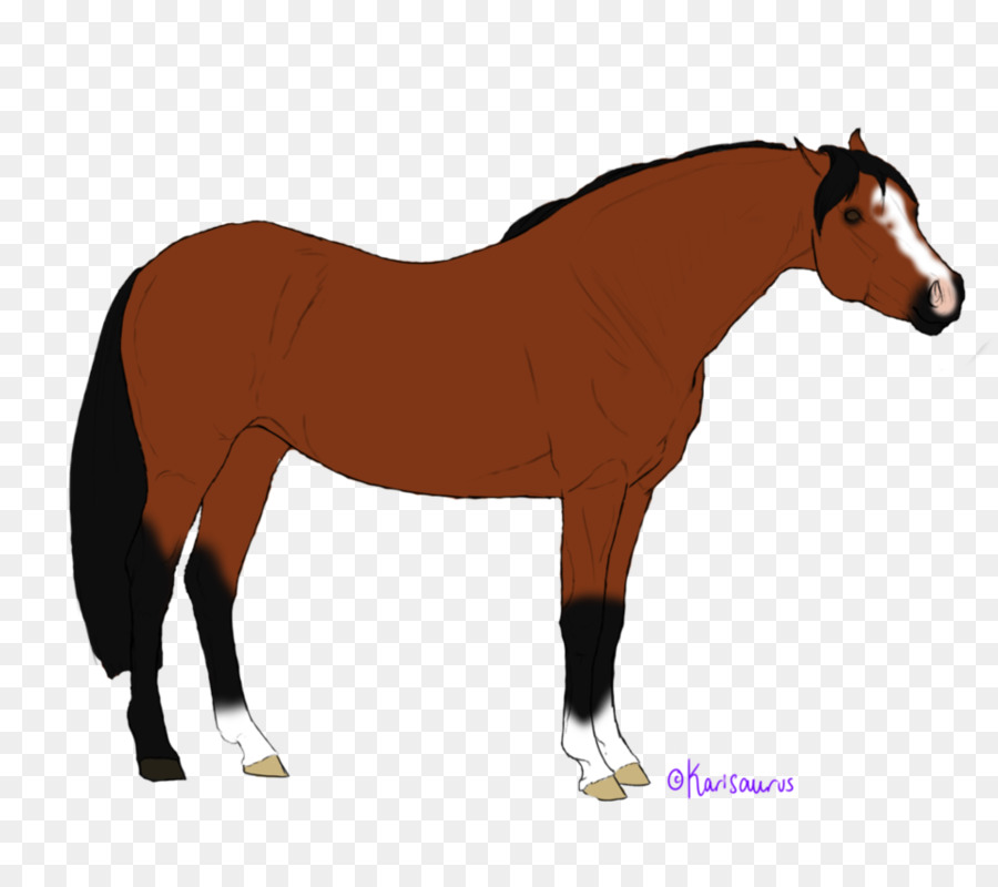 Foal，ม้า PNG