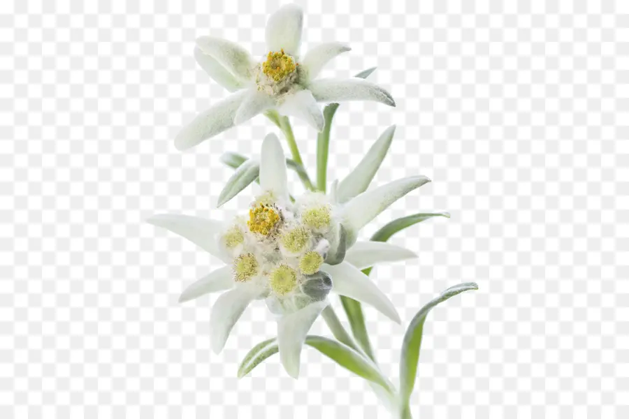 ดอกไม้ Edelweiss，เบ่งบาน PNG