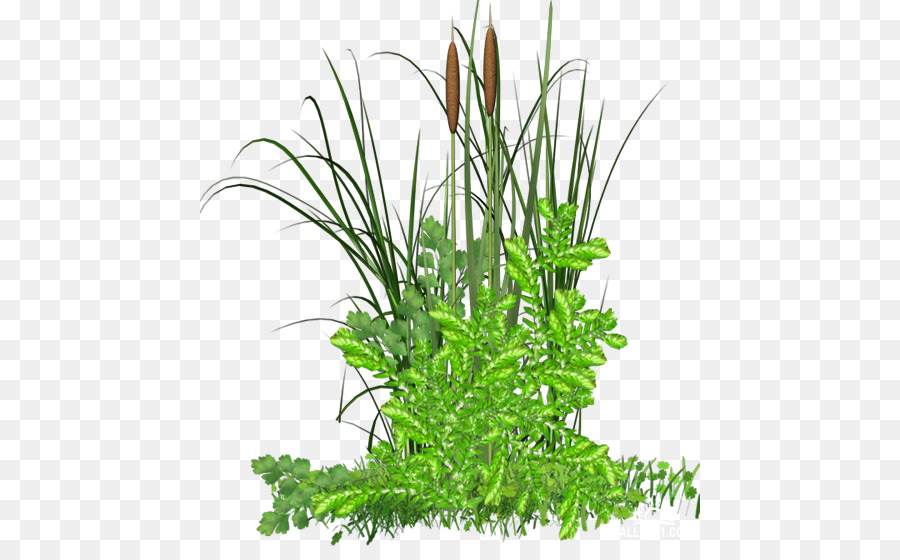 หญ้า，Herbaceous ต้นไม้ PNG