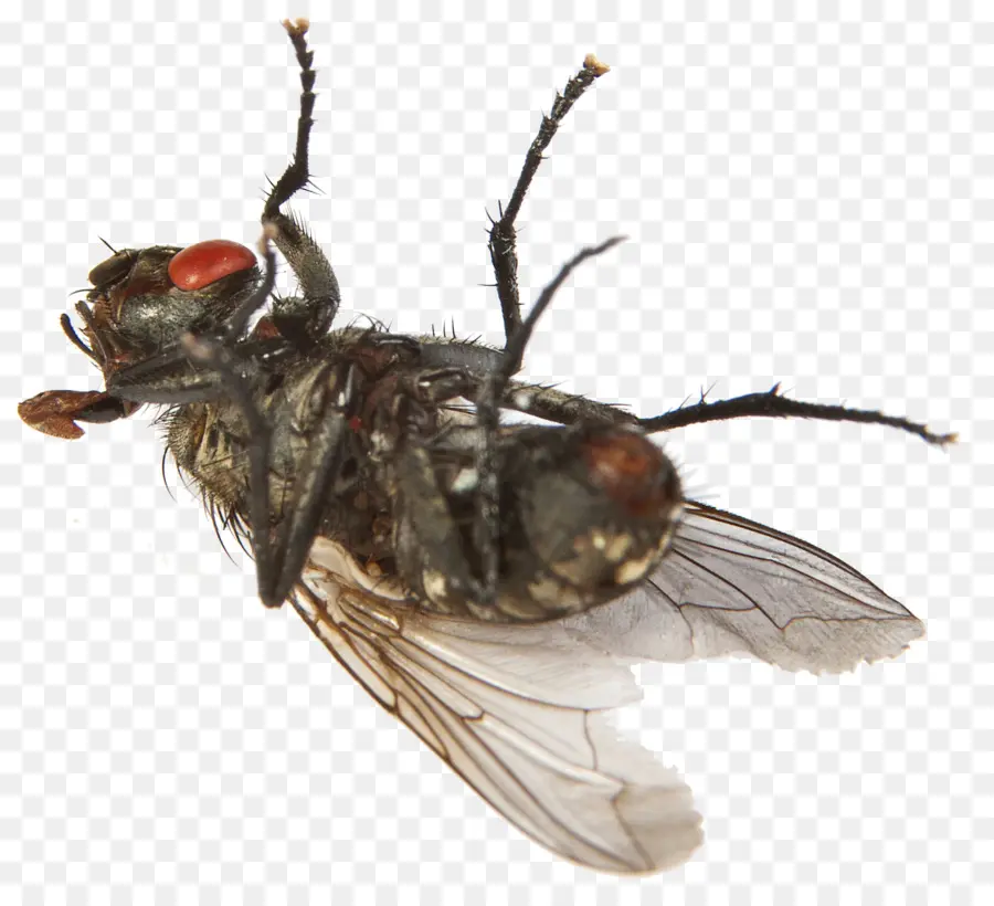 บตระกูลแม้แต่งานบี้แมลงวั Repellents，แมลง PNG