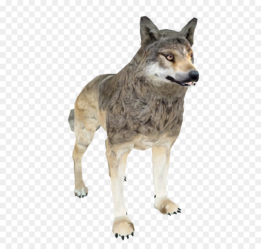 เกาะตัวสั่น，Saarloos Wolfdog PNG