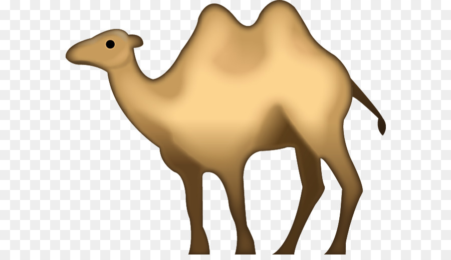 อูฐ Bactrian，Dromedary PNG