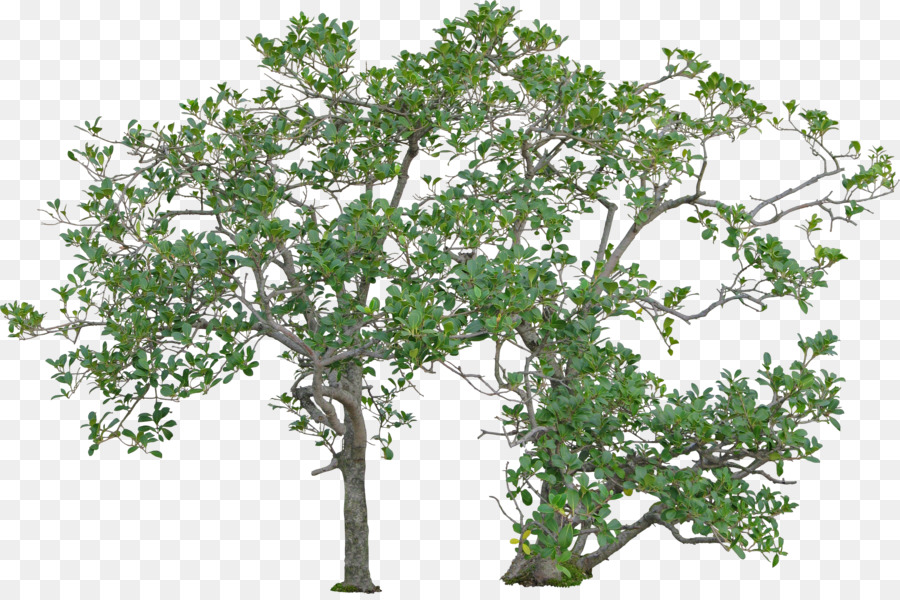 ต้นไม้，พุ่ม PNG