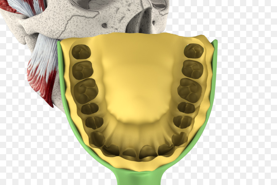 ขากรรไกร， PNG