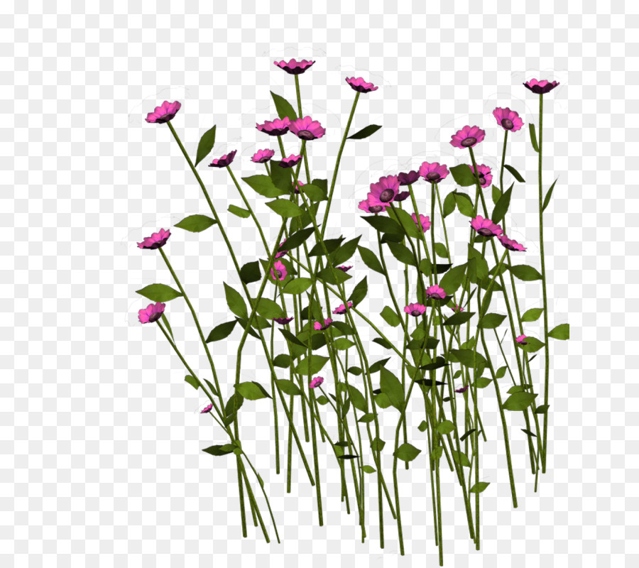 ดอกไม้，โปรแกรมแบบเคลื่อนย้ายได้ PNG