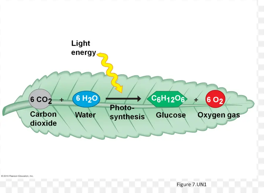 ไดอะแกรมการสังเคราะห์แสง，ชีววิทยา PNG