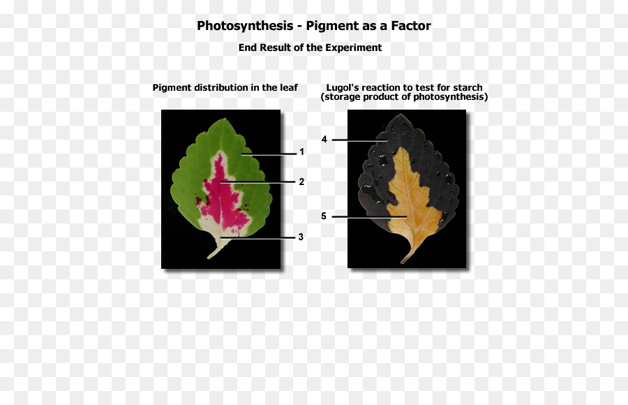 การทดลองสังเคราะห์แสง，เม็ดสี PNG