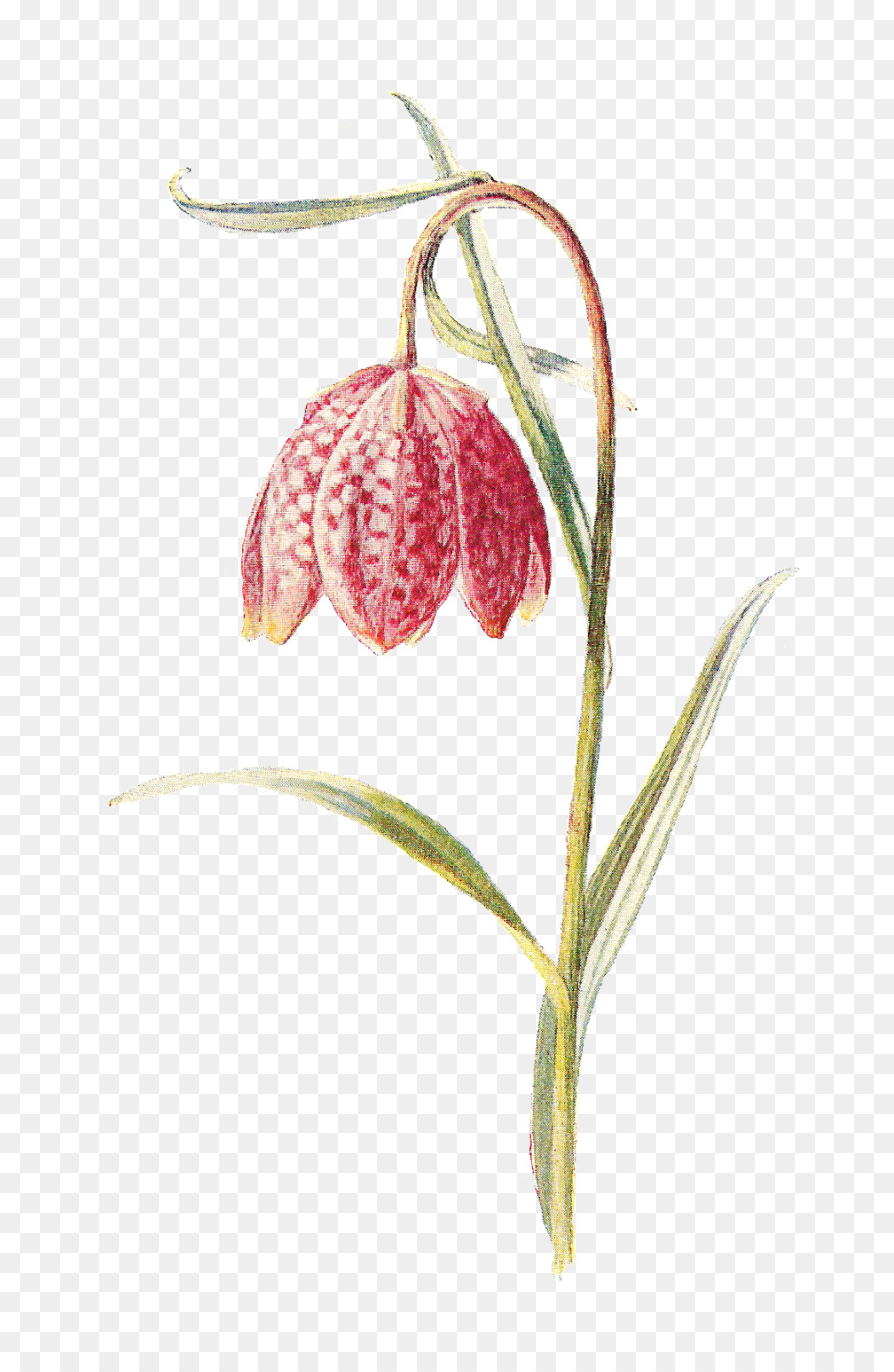 Fritillaries，ดอกไม้ PNG