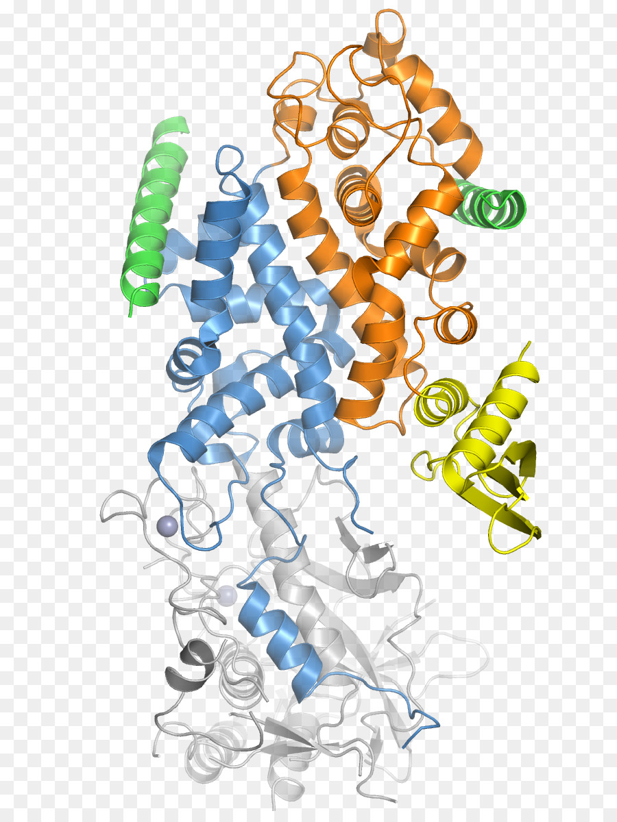 Drosha，Microrna PNG