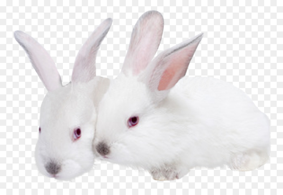 กระต่าย，กระต่ายในประเทศ PNG