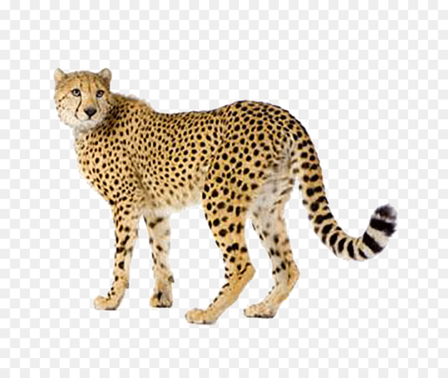 เสือ，Felidae PNG