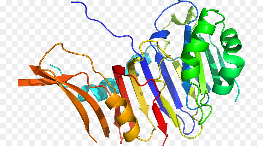 โครงสร้างโปรตีน，โมเลกุล PNG