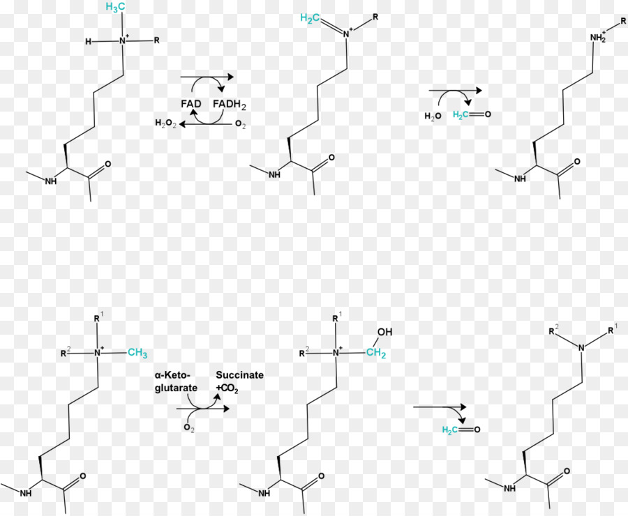 Demethylation，Methylation PNG