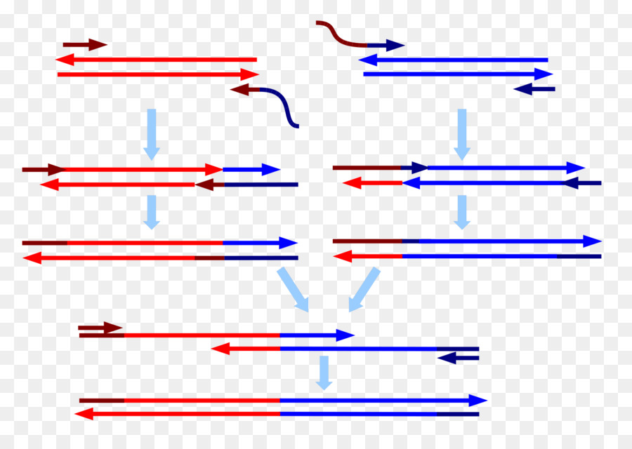 จุดเชื่อมโยงกันส่วนขยาย Polymerase ปฏิกิริยาลูกโซ่，Polymerase ปฏิกิริยาลูกโซ่ PNG