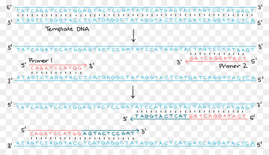 Polymerase ปฏิกิริยาลูกโซ่，Polymerase PNG