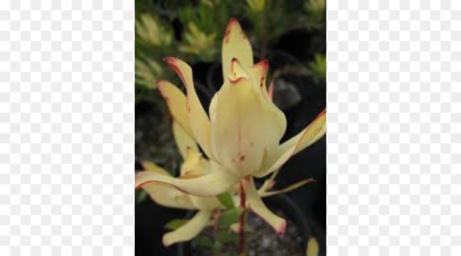 ปลูก，Leucadendron PNG