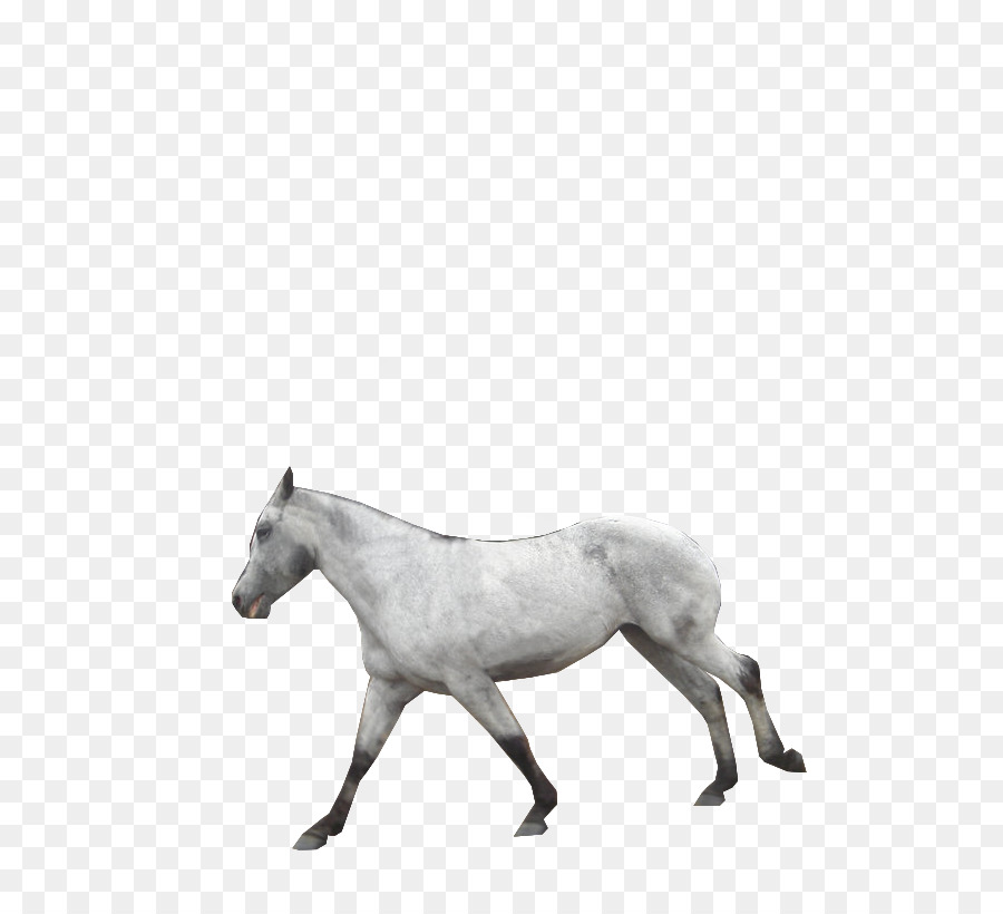 American Paint Horse，ม้า PNG