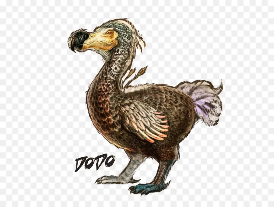 Dodo，นก PNG