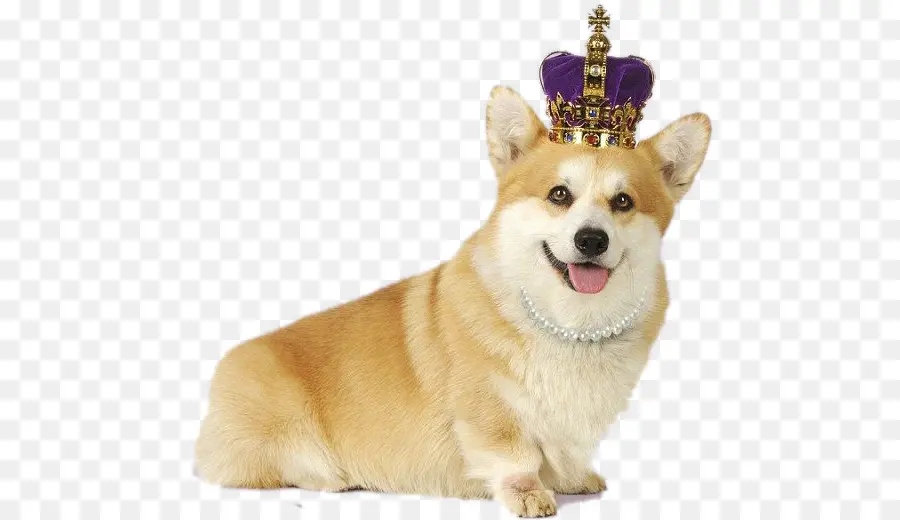 Corgi กับ Crown，คอร์กี้ PNG