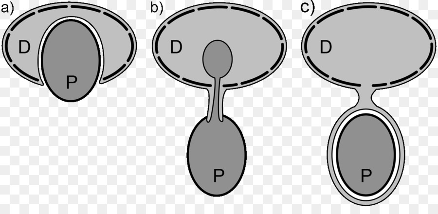 Dinoflagellate，กระแสน้ำแดง PNG