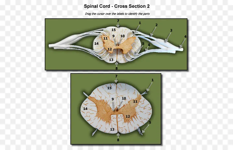 เส้นประสาทไขสันหลัง，ระบบประสาท PNG