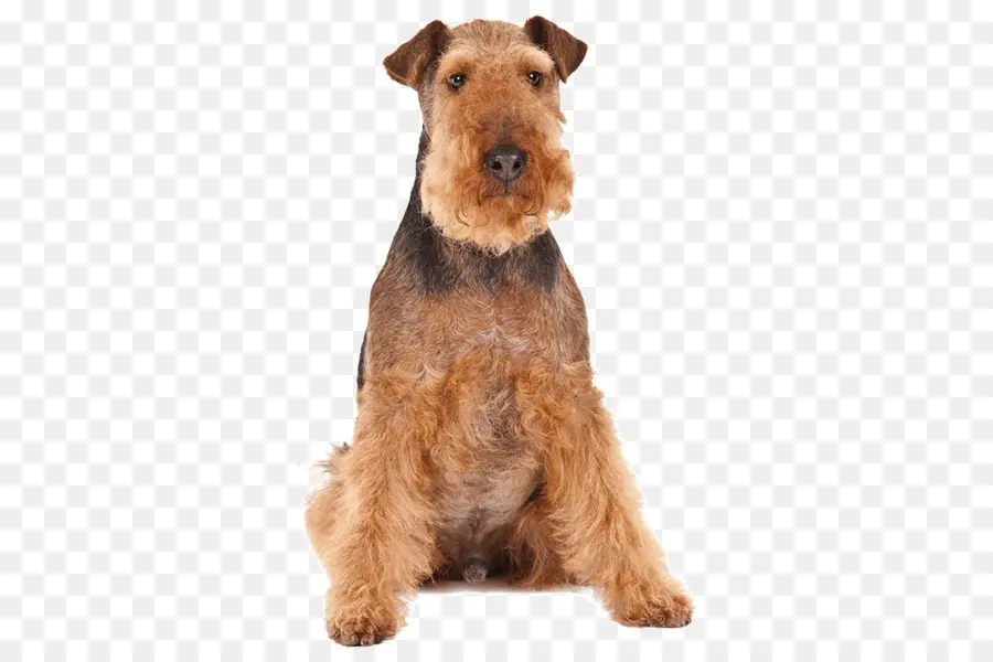 Airedale Terrier，สัตว์เลี้ยง PNG