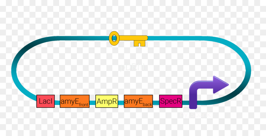 ระหว่างประเทศดัดแปลงพันธุกรรม N เครื่อง，Plasmid PNG