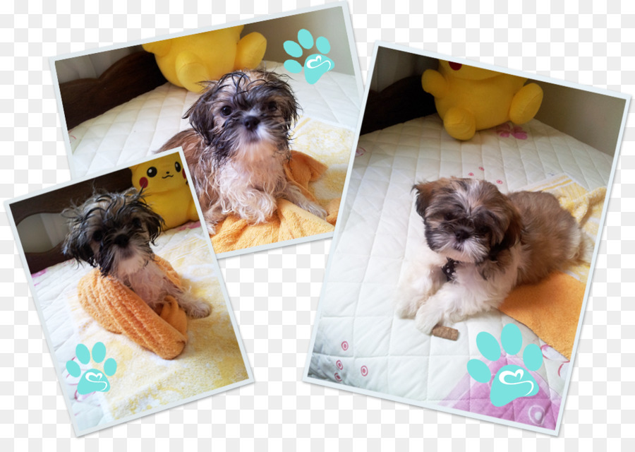 Shih วู，Morkie PNG