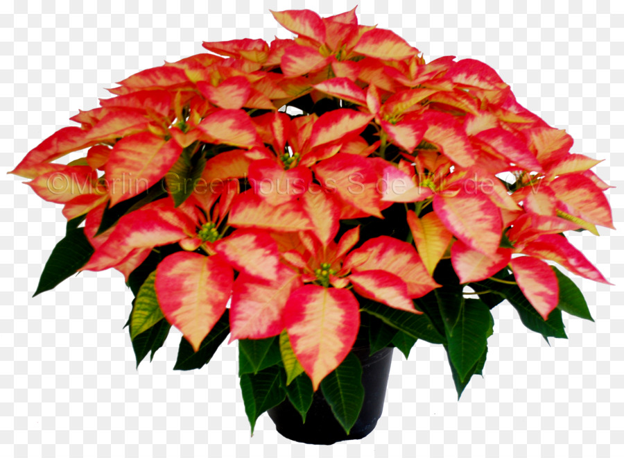 Pink Poinsettia，ดอกไม้ PNG