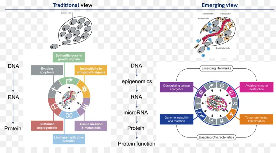 ดีเอ็นเอ，Rna PNG