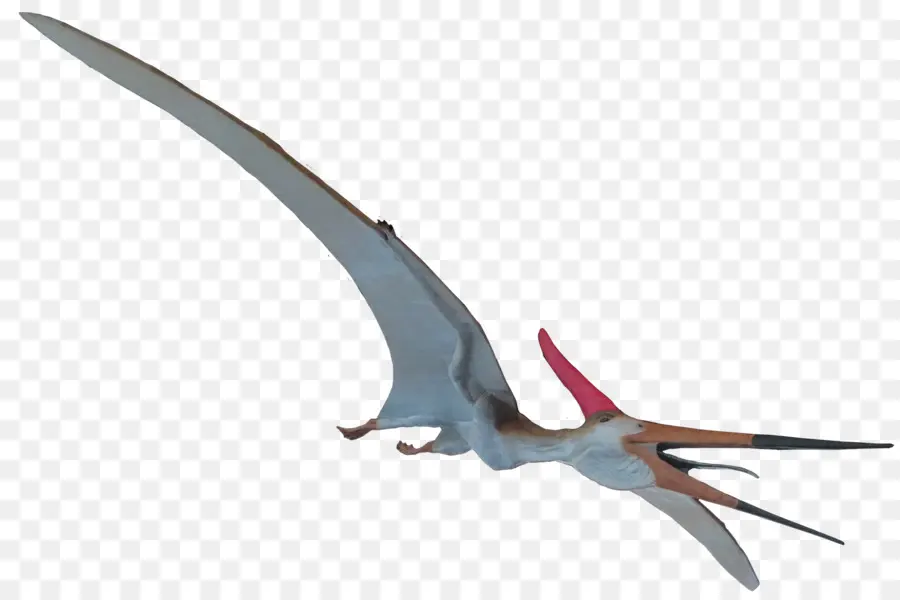 Pterosaur，การบิน PNG