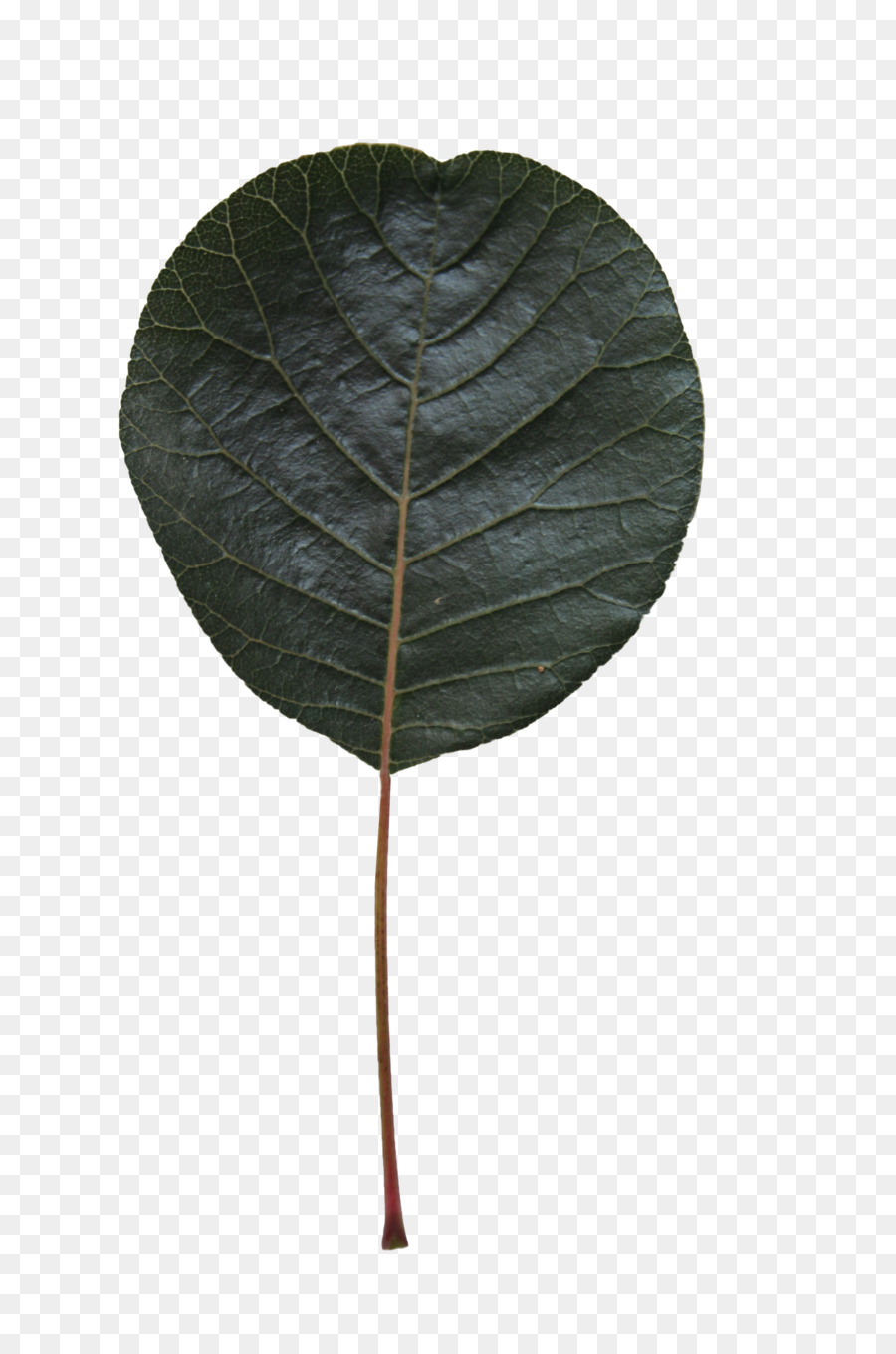 ใบไม้ติด，ต้นไม้ PNG
