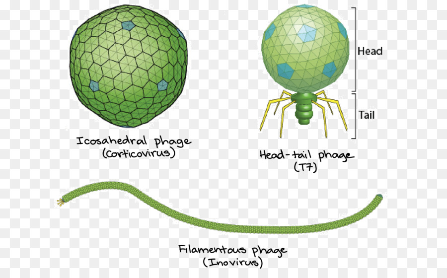 ภาพประกอบ Phage，ไวรัส PNG