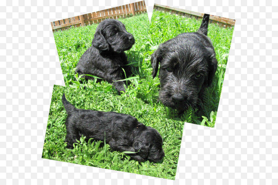 ตุ๊กตาจำลอ Schnauzer，เชสเทร์เรียร์ PNG