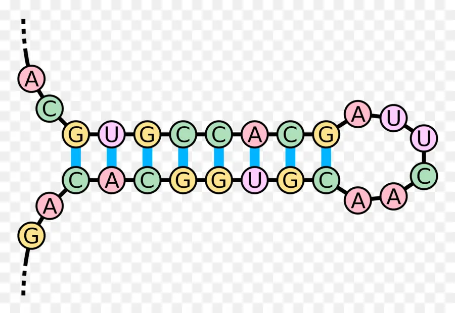 Rna，โมเลกุล PNG