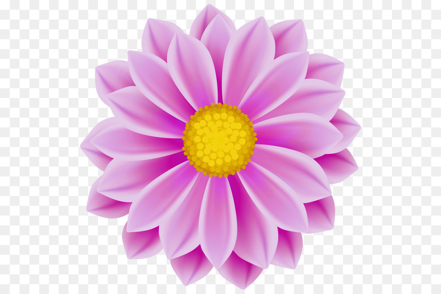 ดอกไม้สีชมพู，ดาเลียต่างหา PNG