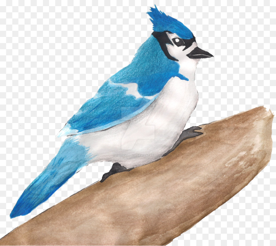 Blue Jay，จะงอยปาก PNG