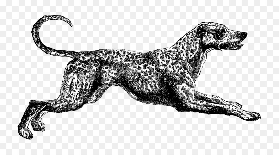 สุนัขพันธุ์，Dalmatian หมา PNG