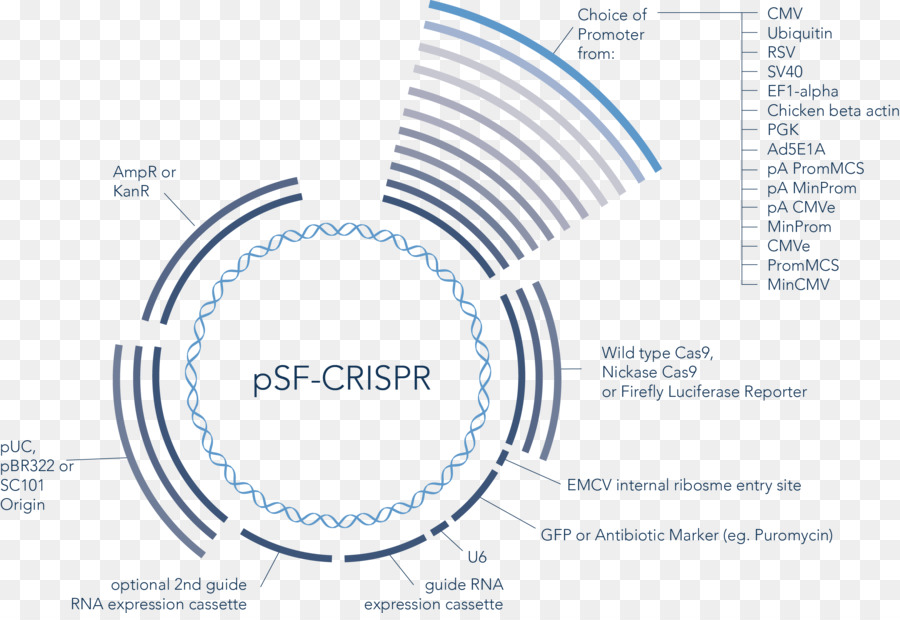 เว็กเตอร์，Crispr PNG