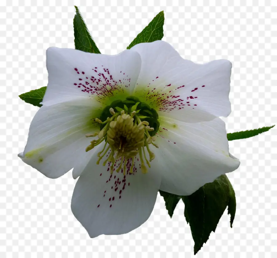 ดอกไม้，Helleborus ไนเจอร์ Name PNG
